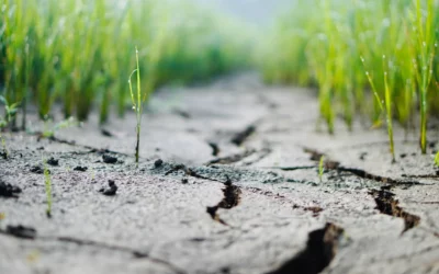 Siccità e acqua: una risorsa preziosa da salvaguardare.
