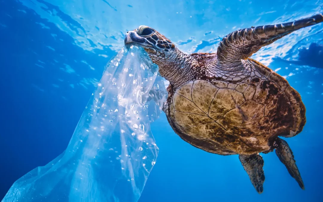 MIGLIORIAMO LA NOSTRA ACQUA PER ELIMINARE LA PLASTICA