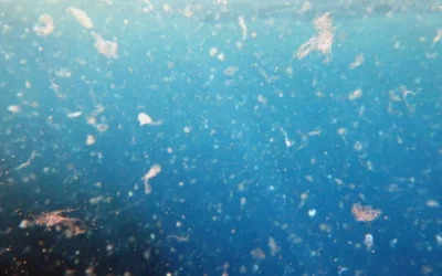 PFAS: cosa sono, dove si trovano e perché preoccupano